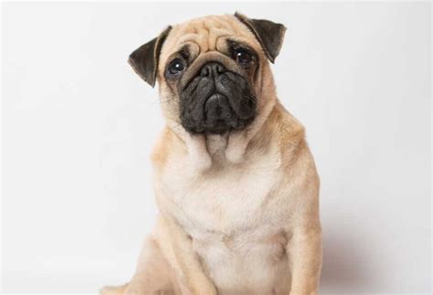 dogs that are similar to pugs